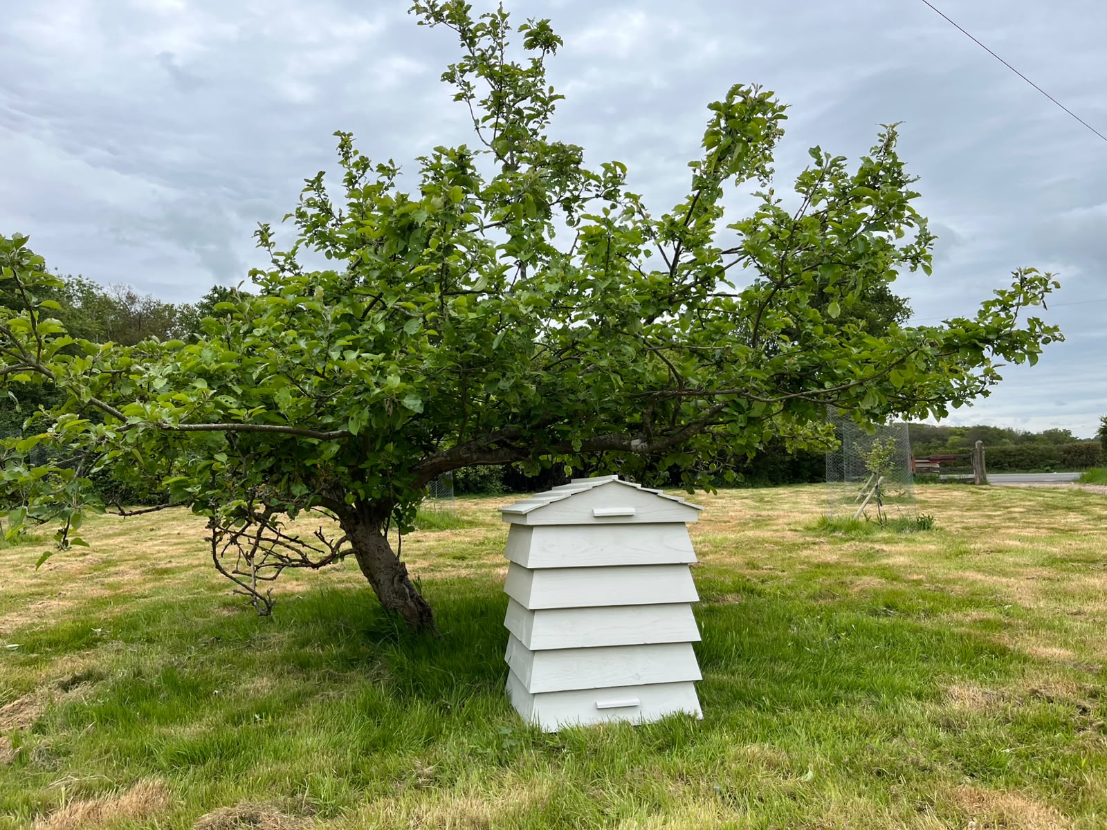 Bee Tidy product range timber hive